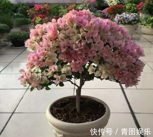 新芽|三角梅花谢后要会剪,剪对接着开花爆盆,剪错一朵花都不开