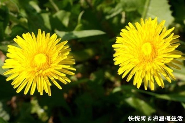 蒲公英泡水|提醒蒲公英泡水时要注意3件事,泡对了,才是“药草皇后”