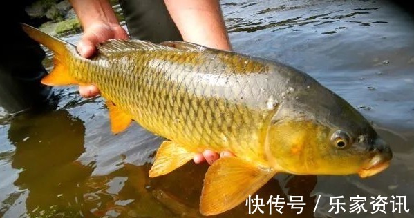 4种“名声大噪”,味道却很差的鱼,大部分人吃的只是“面子”!