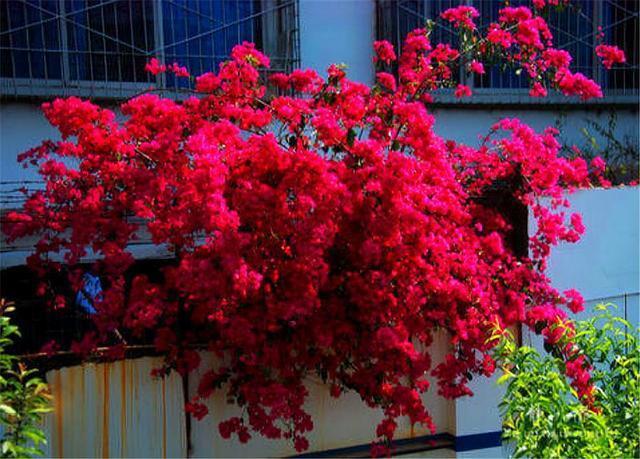 三角梅换盆有诀窍，掌握5要点，不伤根长得快，轻轻松松开爆盆