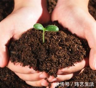 这4种土不能养花,很容易招虫烂根,养啥花都活不久