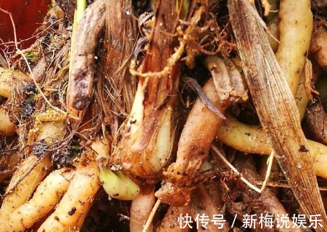 种苗|新手引种苗好养吗兰友都说很难种活，买引种苗要注意几点才行