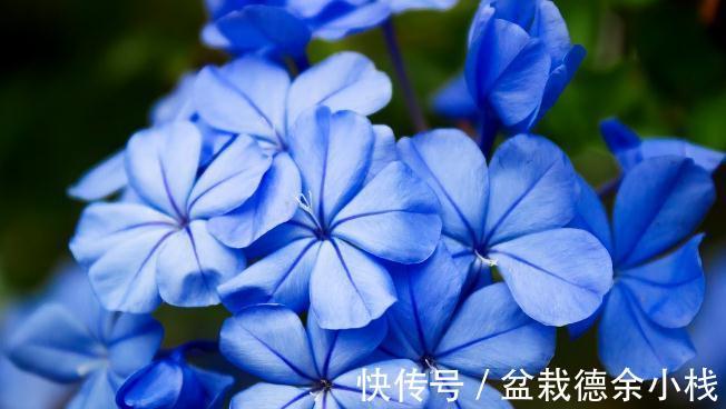 34种常见花草耐冻极限温度,哪些该搬到室内养,一清二楚