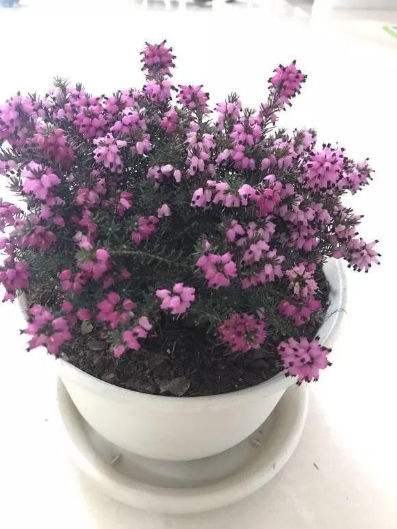 花友|4种花身材不大,花量却怪“吓人”,深秋花开一大片,美翻了