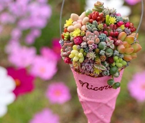 可爱|多肉可爱招人喜欢,怎么养得好,其实有方法