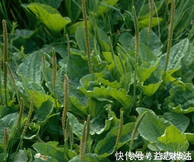 车前草|女性常吃此物，不咳嗽了，子宫越来越干净，远离妇科炎症，效果棒