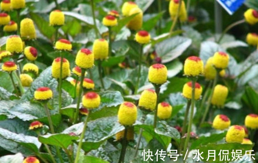 喜欢菊花，不如养盆“菊之珍品”，清新之美，飘逸洒脱