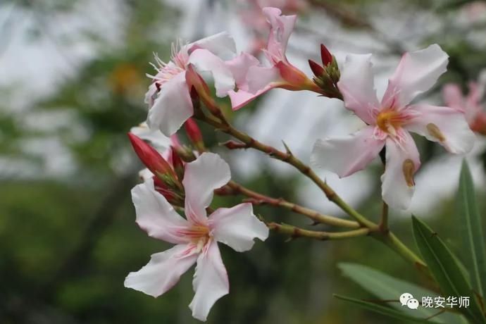 真好看！华师最美校花由你来选