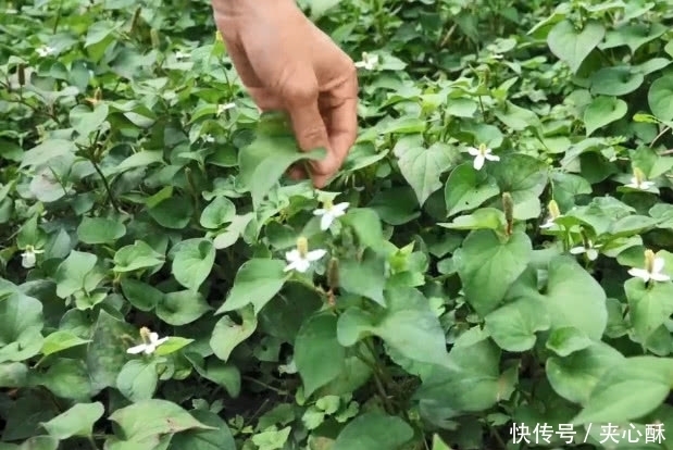 挑战|发现一种好吃的野草,但是却有一股难闻的味道,要挑战一下吗?