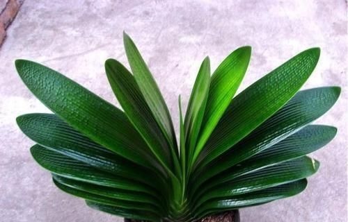 君子兰也分公母?养10年也不开花,根源在这里