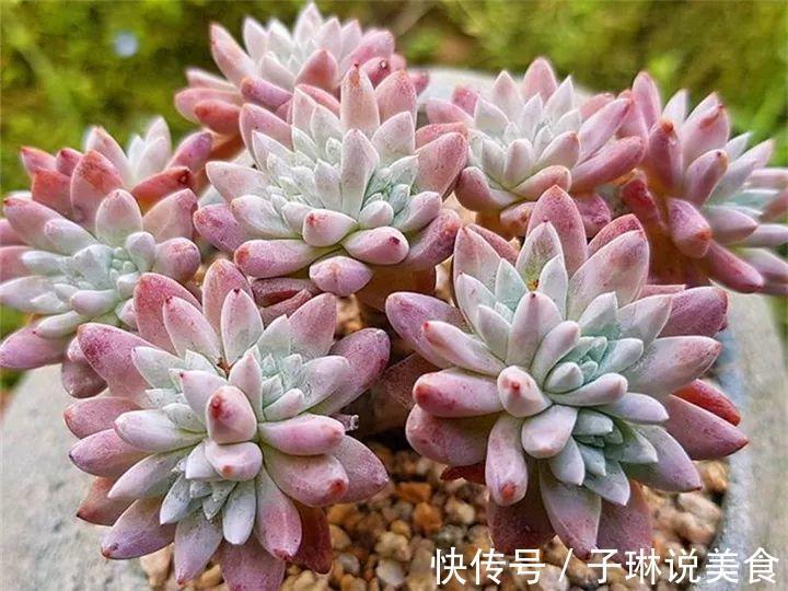 今年最火的奇葩多肉，价格这么贵，还有人抢着买！