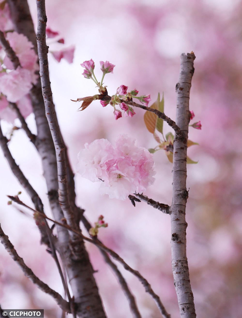 春节假日|湖南道县：乐享春节假日