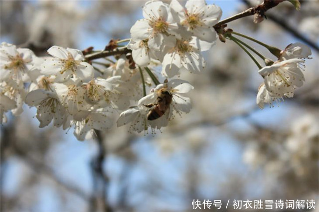 老年|早春樱花和樱桃花9则，樱桃千万枝，照耀如雪天