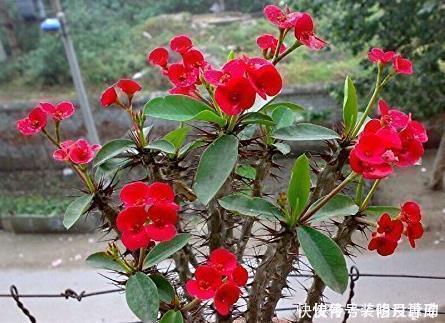 养花浇水时掺上它,虫子一个不留,省钱省事轻松开爆满盆