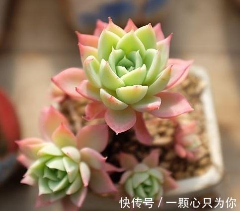 多肉三色堇怎么养,做好这三点,在阳台也能养得清丽动人美轮美奂