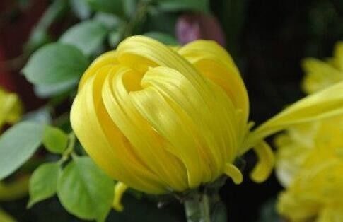 喜欢菊花,不如养盆“花好月圆”,花色璀璨,艳压群芳