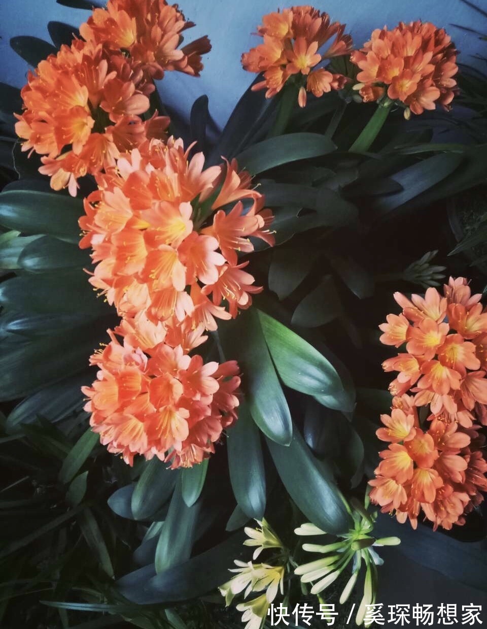 养君子兰“趁现在”，多做2件事，长成“大白菜”，一盆冒5个花箭