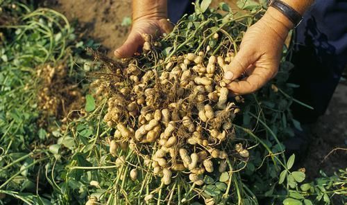 区别|生花生与熟花生有什么区别,哪一种对人体健康帮助更大看完再吃