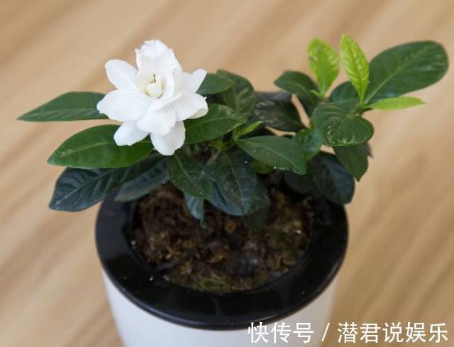 最适合初春扦插的花卉,生根迅速易爆盆,错过还要再等一年!