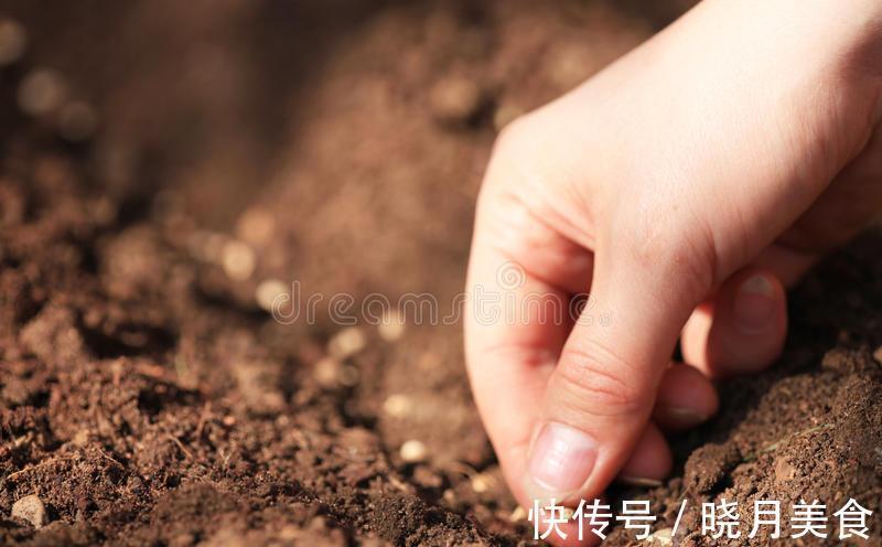 秋菠菜如何种?五句老话可作参考,因这5句老话是秋菠菜播种5要素