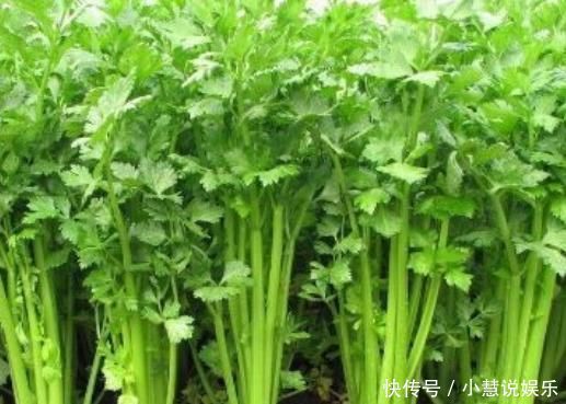 芹菜的“死对头”,两者别同食,尤其最后一种,快告诉家里人