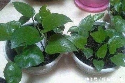 塑料袋太多,很烦人?别烦,用它来养花,养1盆旺1盆,真的很好