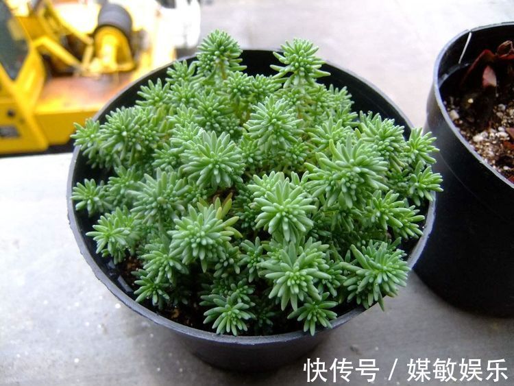 家居养花史上最容易爆盆的多肉植物,多肉爆盆就是这么简单