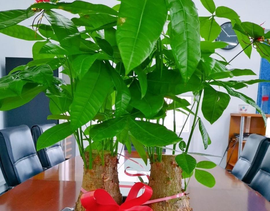 室内盆栽花草养不好？掌握这4个实用方法，养花其实并不难