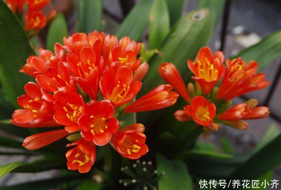 君子兰长“叶间根”,别发现不管,做好一步操作,才能长势旺盛