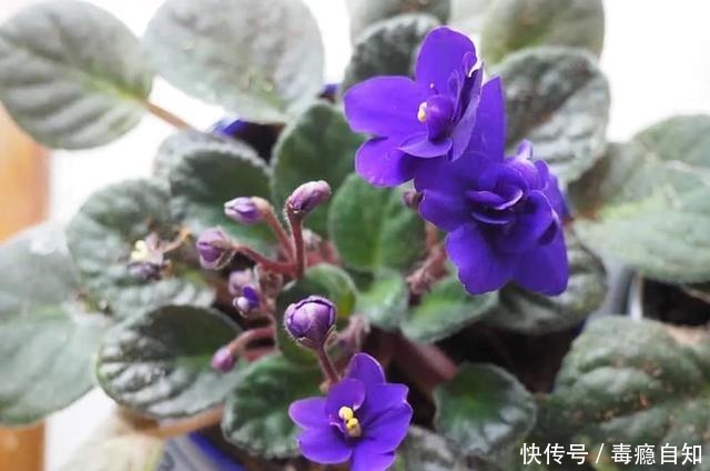 在室内半阴处容易开花的11种盆栽开花植物，家里可多种几种！