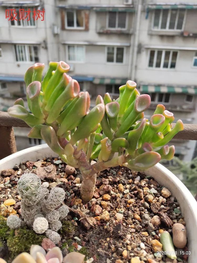 养肉多年的新手我相信它们一定可以变得更美丽!