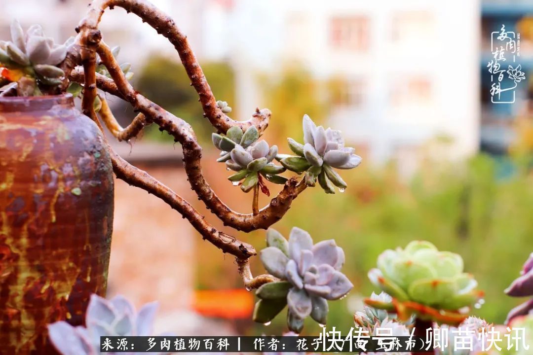 为了爱情来到陌生城市,偶遇多肉,地老天荒的爱恋!