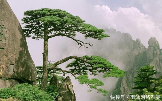 黄山松|中国最宝贵的树 如今送客松已死, 有人怀疑迎客松是棵假树