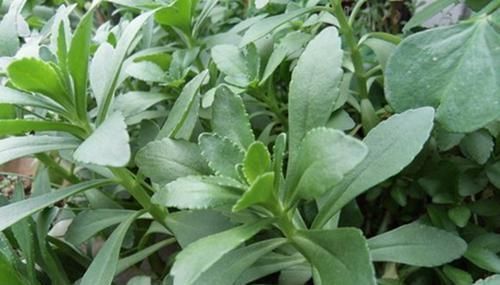 景菜|农村这种“人工”野菜，对失眠多梦疗效好，一般人都没有见过