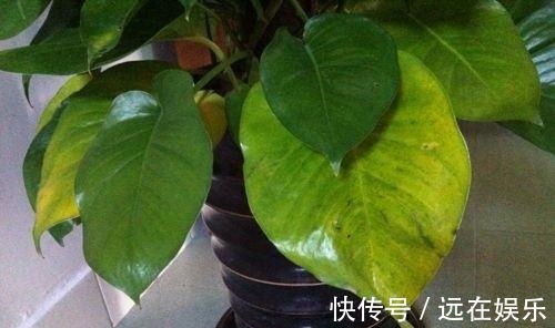 三层楼|用这“3种水”浇绿萝,就相当于施肥了,叶片油绿,挂满三层楼