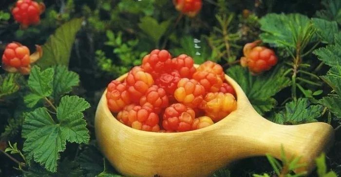  草莓|世界上最贵的水果，吃过3种以上的都是土豪啊