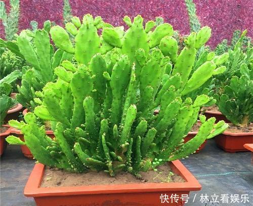 侧芽|“千手观音”仙人掌,名不虚传,掐个侧芽,快速长出“千片掌”