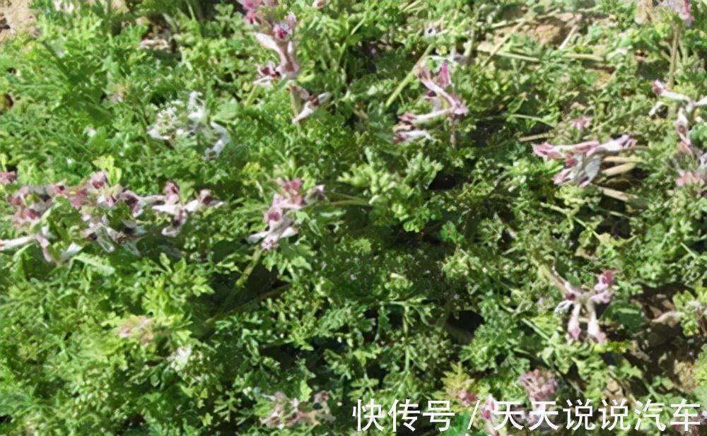 小鸡菜|这种野草叫“小鸡菜”,以前人们采它来喝鸡,却忽略它的药用价值