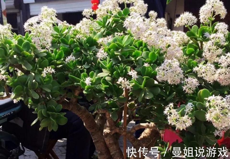 冬天养玉树，想盆栽叶绿茂盛，除了掐枝，还需抓住这几个关键点