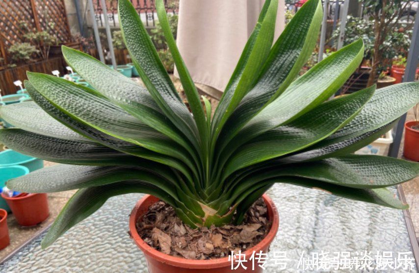 叶片|七八月份是君子兰“难养期”，要做好“2不1少”，才能叶绿根壮