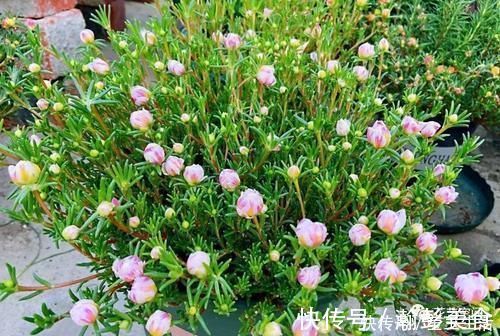 光照|这3种花,越晒越开花,花期长,开花勤,放在阳台,秒变小花园!