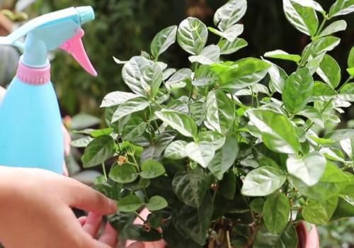 冬日浇花，牢记此4点，植物更容易活命