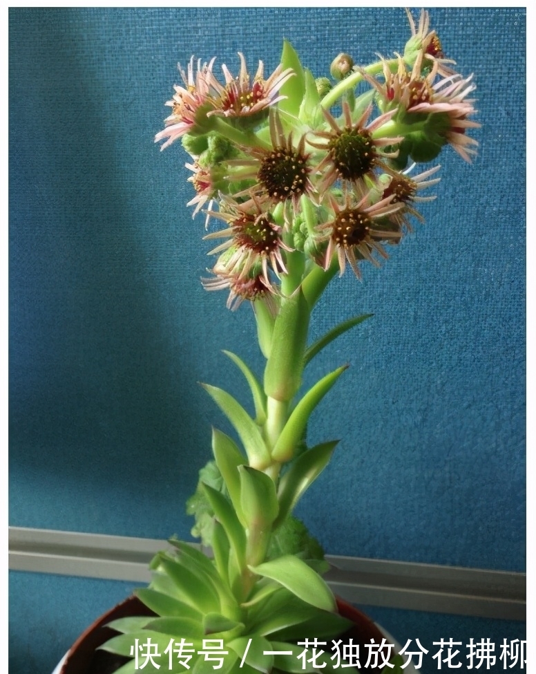 开花会死的多肉名单，你家要有养，看见花箭就“给一刀”