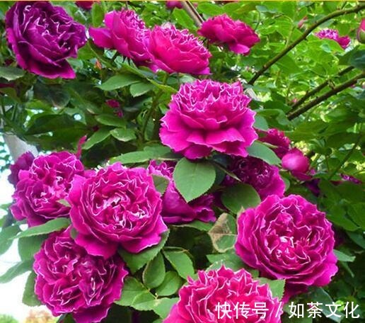 5种花适合家养,开花成片很漂亮,枝繁叶茂能爆盆,越养越喜欢