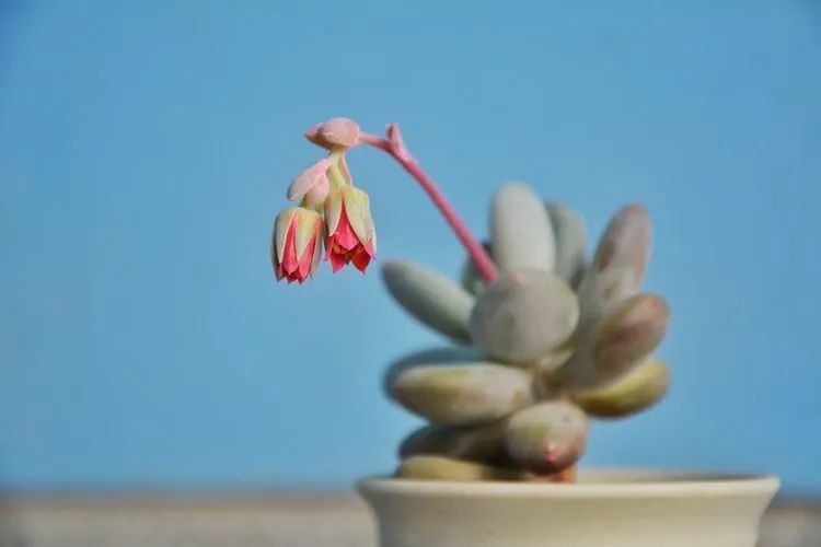 面朝大海的多肉们，在四季变迁中生生不息！