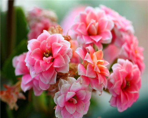 长寿花不好养关于养护长寿花的3个要点,