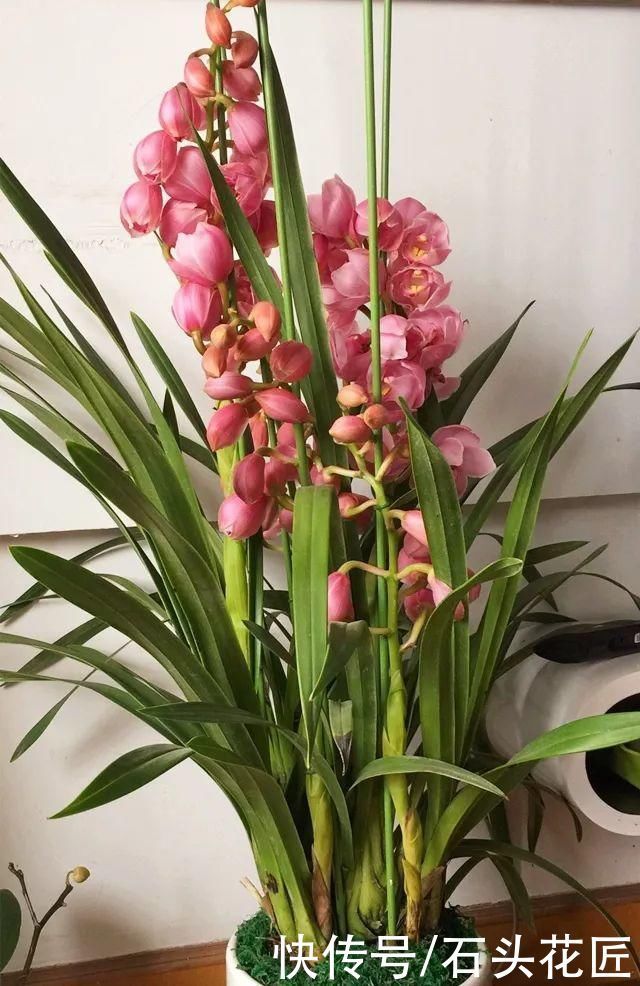 年宵花上市,这6种花“有档次”,养在家里颜值高、倍有面儿