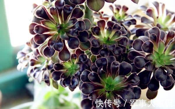 玫瑰|黑色禁欲系“玫瑰”黑法师，季节轮回，养殖当遵从不同的法则