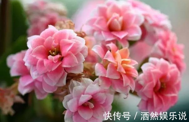 新手|新手养长寿花，做好3个小技巧，花苞猛长不停，养一盆爆一盆
