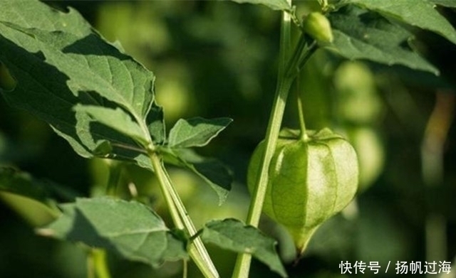 灯笼草|提醒：在农村见到此野草，一定要带回家，好处很多，作用非常大